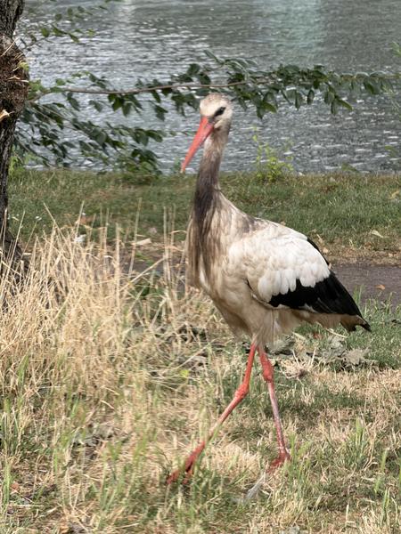 A majestic White Stork with its distinctive red beak and legs is captured walking along the grassy bank of a canal